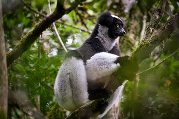 Indri lemur perched on a tree branch in the lush forests of Madagascar, showcasing its unique features in the wild