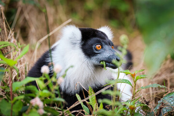 Indri lemur foraging in the lush forests of Madagascar during the early morning light