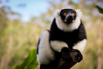 Indri lemur resting on a branch in Madagascar's rainforest during the day © Dave