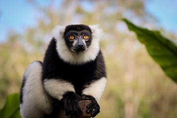 Indri lemur resting on a branch in Madagascar's lush forests during daylight hours