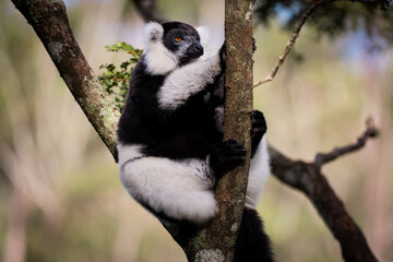 Indri lemur climbing a tree in Madagascar's lush forests during daytime, showcasing its unique black and white fur
