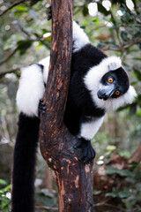 Indri lemur climbing a tree in the lush forests of Madagascar during daylight hours