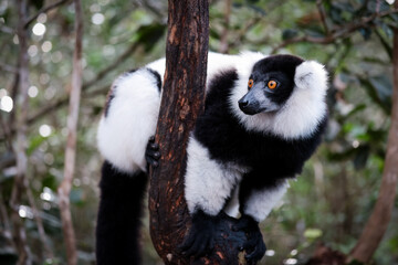 Obraz premium Indri lemur climbing a tree in Madagascar's lush forests during daylight