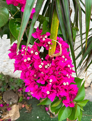 Fleur rose