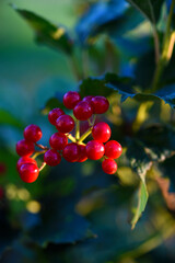 Red viburnum berries on a green bush. Viburnum opulus. Autumn berries on a bush.