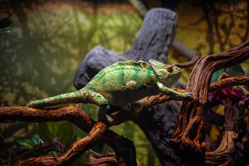 Obraz premium A large green chameleon crawls very slowly along a branch, a water park or a zoo, a hall with lizards