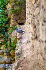 A dove perched on a old wall