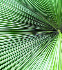 Obraz premium Trees and plants 1