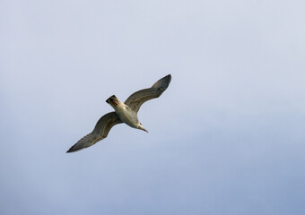 Sea birds in flight. The seagull flies over the sea. 
