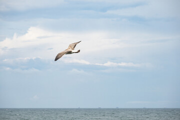 The seagull flies over the sea. Sea birds in flight. 