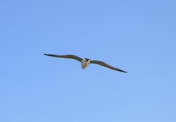 Sea birds in flight. The seagull flies over the sea. Ready for .png format.