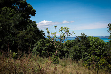 Explore the lush greenery of Nosy Iranja Island, Madagascar with stunning ocean views in the background on a clear sunny day