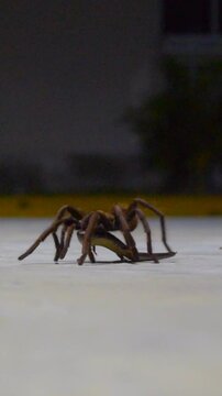 Tar&aacute;ntula con lagartija entre sus patas.