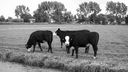 Black and white photo of cows in the countryside