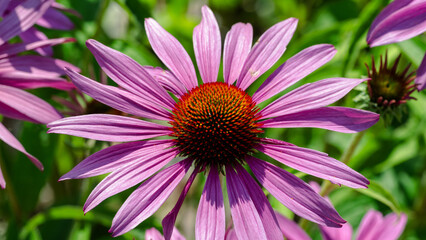 A close up of a pink flower