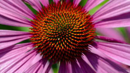 Obraz premium Gerbera flower closeup in macro photography