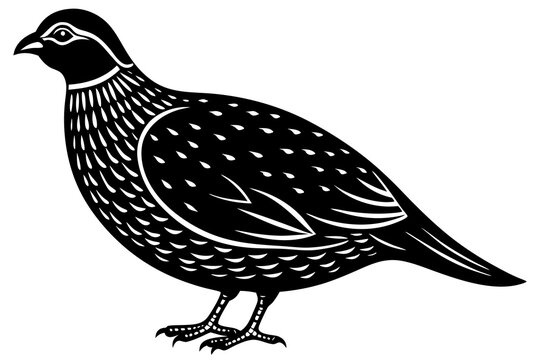 recommend clip art: Domestic bird quail silhouette black vector art illustration