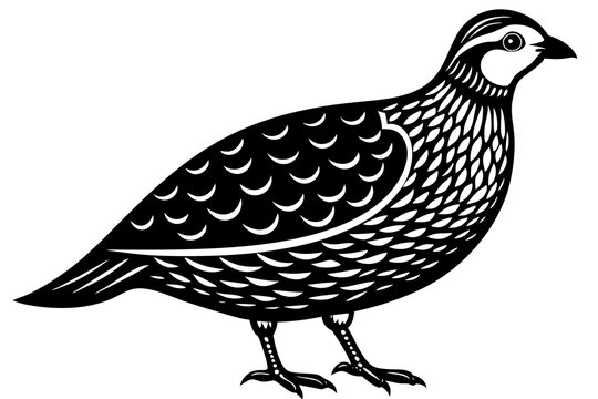 recommend clip art: Domestic bird quail silhouette black vector art illustration