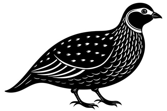 recommend clip art: Domestic bird quail silhouette black vector art illustration