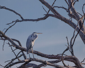 heron on branch