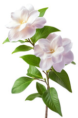 Obraz premium Gardenia flower on transparent background PNG