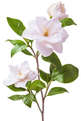 Obraz premium White Gardenia flower on transparent background PNG