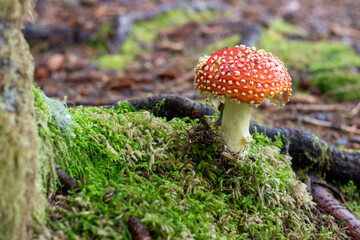 mushroom in the forest