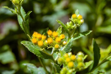 Flowers of Inula thapsoides