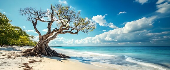 A lone tree on a white sandy beach with turquoise water and a blue sky with white clouds.