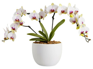 white colour Orchid in a pot on a whitebackground