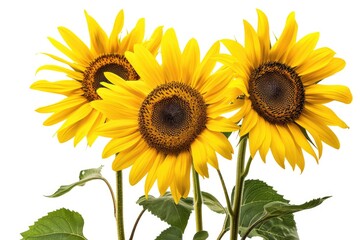 Obraz premium Bright yellow sunflowers with green leaves on a clean white surface