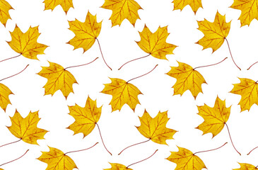 Seamless autumn pattern with yellow maple leaves on a white background.