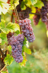 Weintrauben 