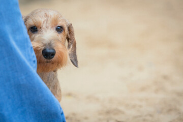 Wirehaired Dachshund at a dog show