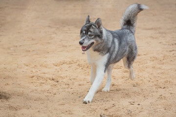 A Siberian Husky dog runs across a sandy field.