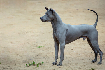 A Thai Ridgeback dog runs across a field on a summer day.