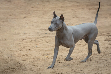 A Thai Ridgeback dog runs across a field on a summer day.