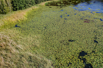 Seenlandschaft mit Seerosen, Biotop