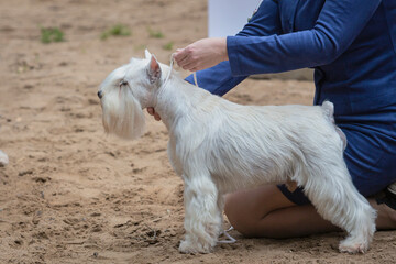 A handler demonstrates a The Miniature Schnauzer dog at a dog show.