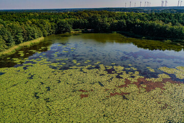 Seenlandschaft mit Seerosen, Biotop