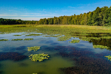 Seenlandschaft mit Seerosen, Biotop
