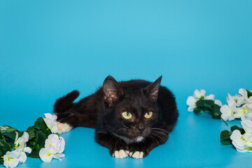 Beautiful black cat with yellow eyes and decorative flowers on a blue background