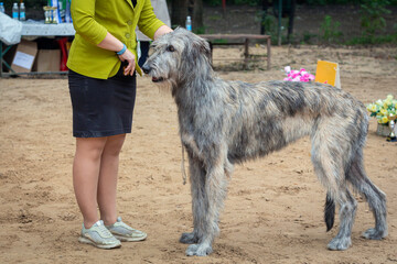 Fototapeta premium An Irish Wolfhound dog at a dog show.