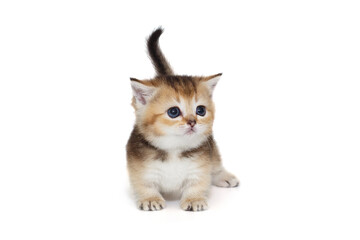 Small, Scottish kitten looks up