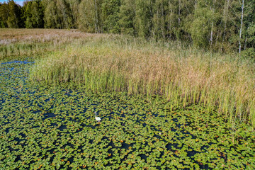 Seenlandschaft mit Seerosen, Biotop