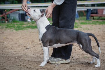 Handler puts The American Staffordshire Terrier in the correct stance at a dog show. Cute pet follows commands during training.