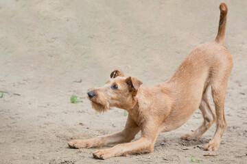 Adorable Irish Terrier puppy posing in the summer outdoors while playing on a sandy meadow