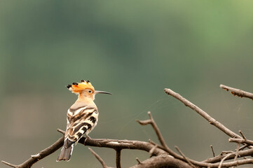 Eurasian Hoopoe or Common Hoopoe or Upupa Epops perched on a tree in Rajasthan, India © Anupam
