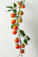 A close-up image of a cherry tomato branch with lush green leaves and fruit