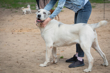 Handler demonstrating Central Asian Shepherd at a dog show